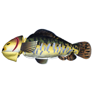 Fly & Fetch Fish American Dog Toys, Fly & Fetch, fish, fly, fetch, spunky pup